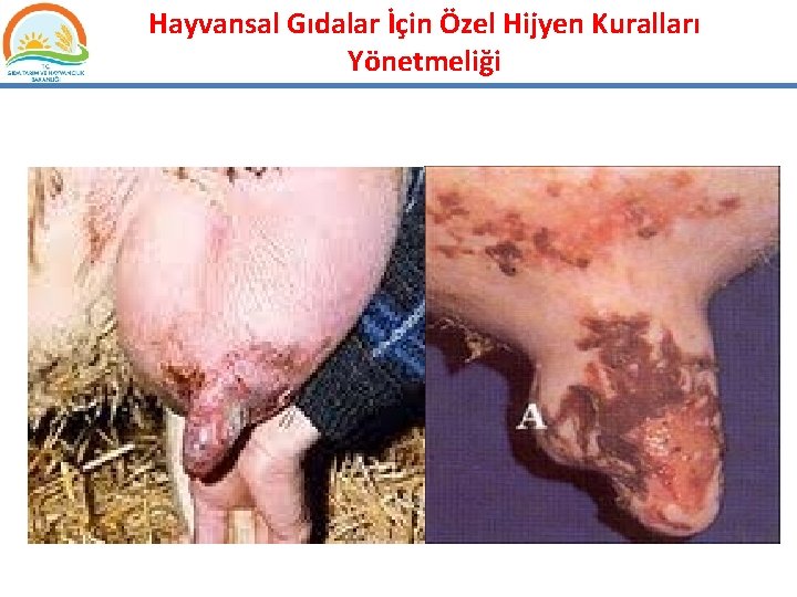 Hayvansal Gıdalar İçin Özel Hijyen Kuralları Yönetmeliği 