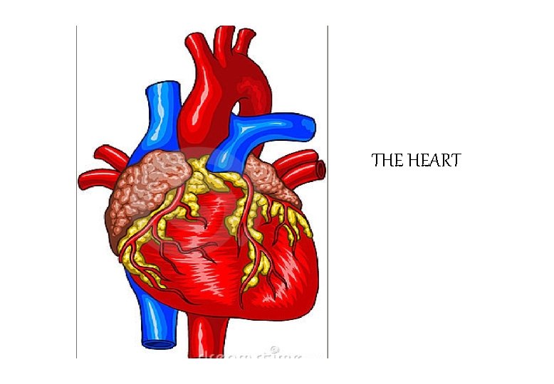 THE HEART 