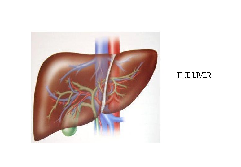 THE LIVER 