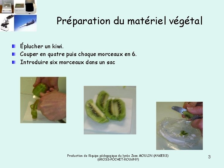 Préparation du matériel végétal Éplucher un kiwi. Couper en quatre puis chaque morceaux en Préparation du matériel végétal Éplucher un kiwi. Couper en quatre puis chaque morceaux en
