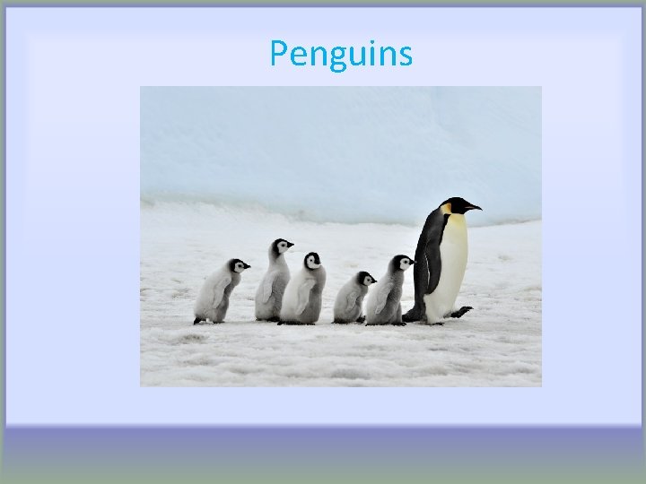 Penguins 