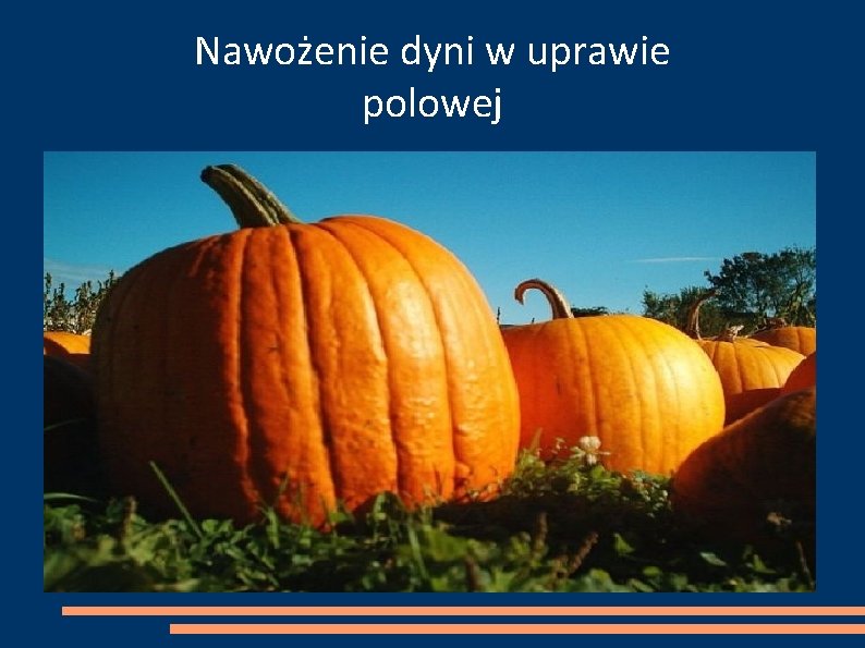 Nawożenie dyni w uprawie polowej 