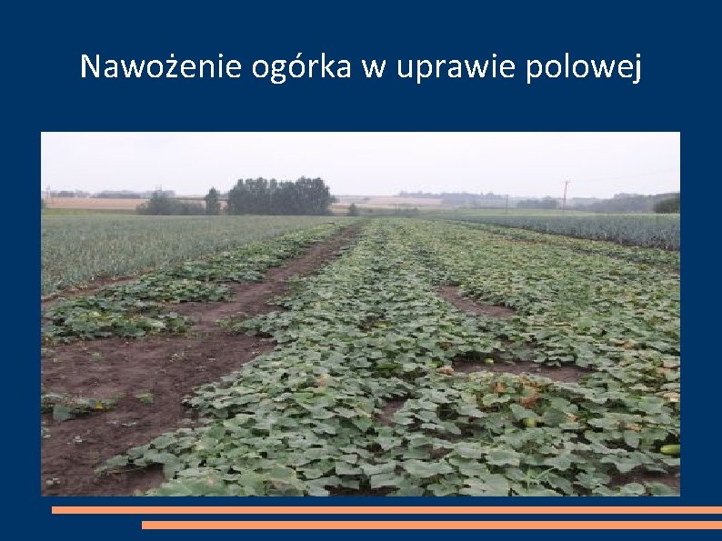 Nawożenie ogórka w uprawie polowej 