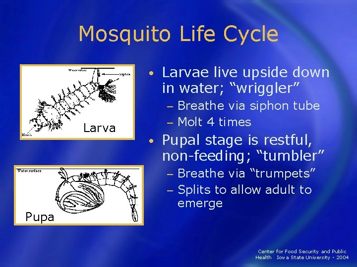 Mosquito Life Cycle • Larvae live upside down in water; “wriggler” Breathe via siphon