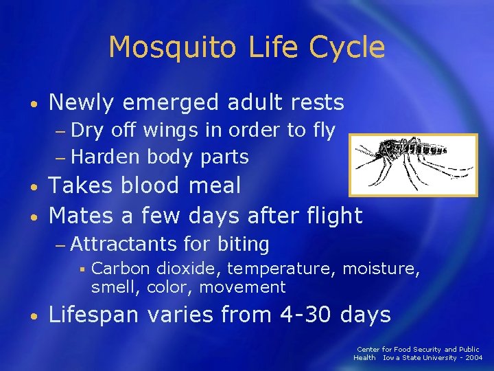 Mosquito Life Cycle • Newly emerged adult rests − Dry off wings in order