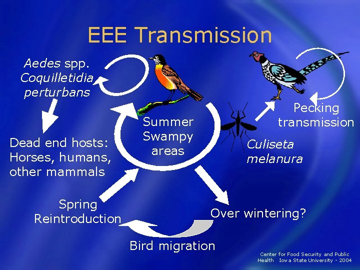 EEE Transmission Aedes spp. Coquilletidia perturbans Dead end hosts: Horses, humans, other mammals Spring