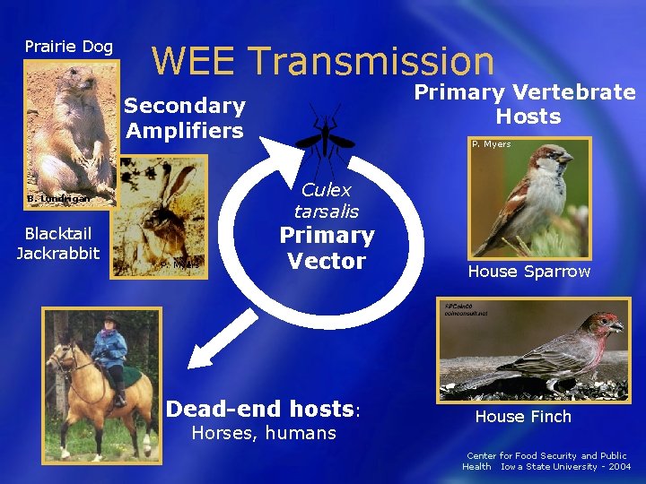 Prairie Dog WEE Transmission Primary Vertebrate Hosts Secondary Amplifiers Culex tarsalis B. Lundrigan Blacktail