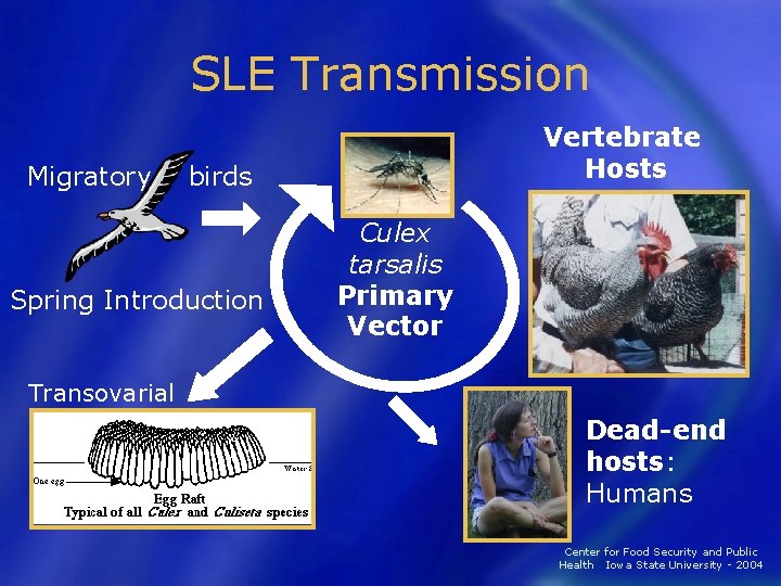 SLE Transmission Migratory Vertebrate Hosts birds Spring Introduction Culex tarsalis Primary Vector Transovarial Dead-end