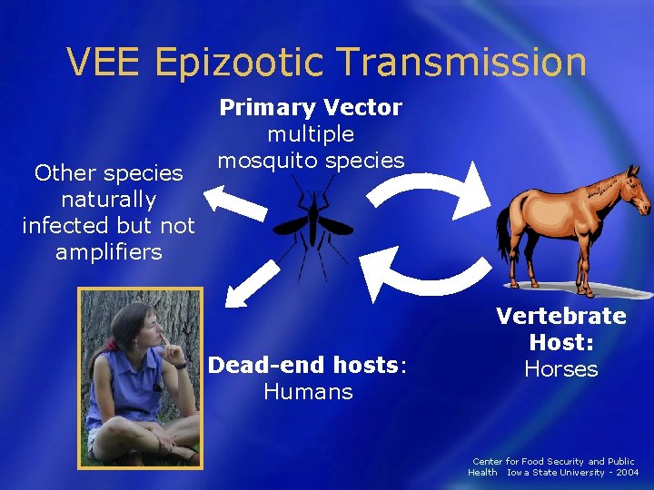 VEE Epizootic Transmission Other species naturally infected but not amplifiers Primary Vector multiple mosquito