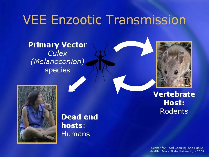 VEE Enzootic Transmission Primary Vector Culex (Melanoconion) species P. Myers Dead end hosts: Humans