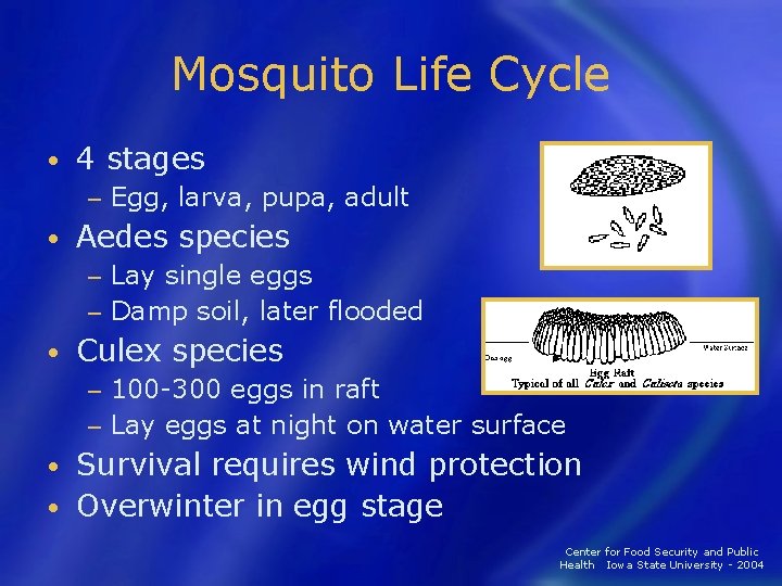 Mosquito Life Cycle • 4 stages − • Egg, larva, pupa, adult Aedes species