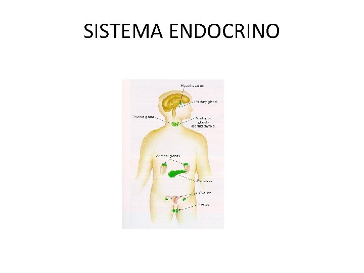 SISTEMA ENDOCRINO 