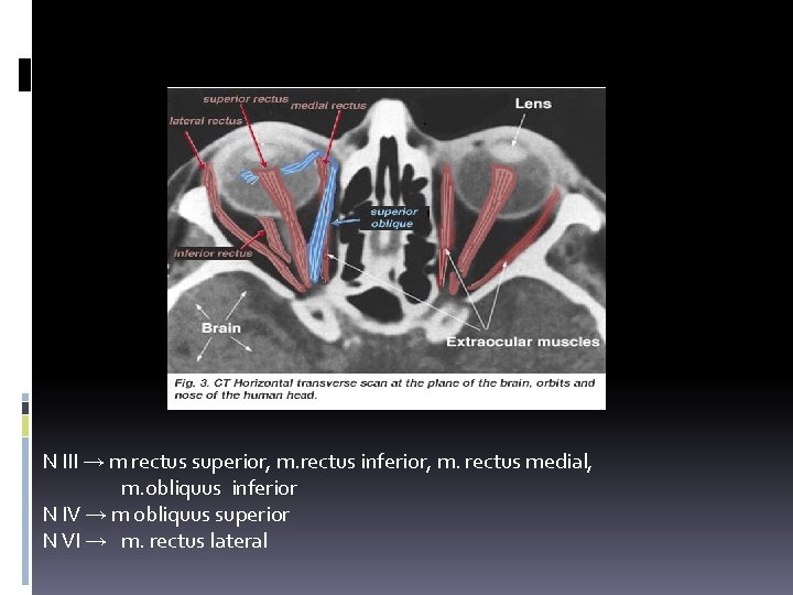 GERAK BOLA MATA N III → m rectus superior, m. rectus inferior, m. rectus