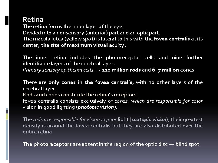 Retina The retina forms the inner layer of the eye. Divided into a nonsensory