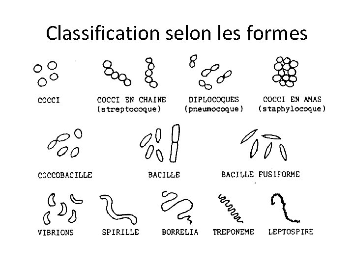 Classification selon les formes 