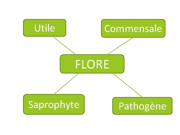 Utile Commensale FLORE Saprophyte Pathogène 