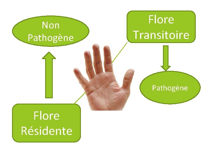 Non Pathogène Flore Transitoire Pathogène Flore Résidente 