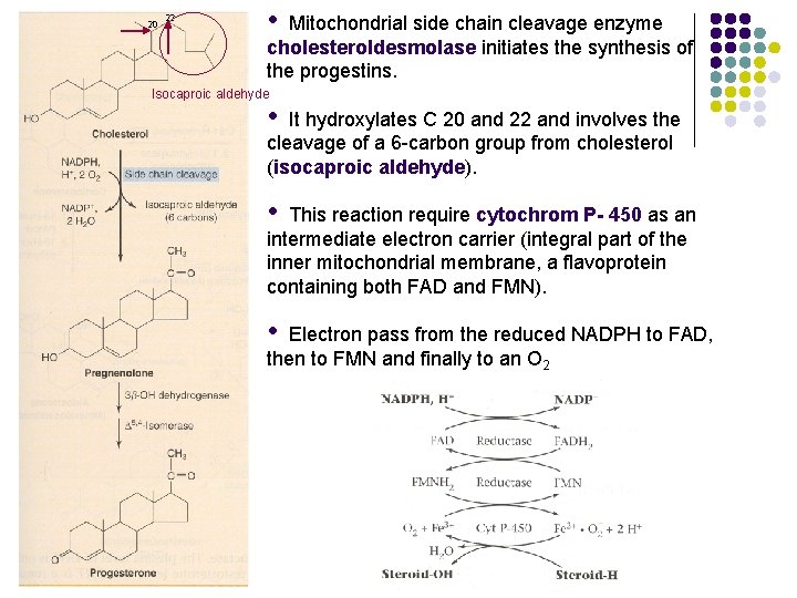 20 22 • Mitochondrial side chain cleavage enzyme cholesteroldesmolase initiates the synthesis of the