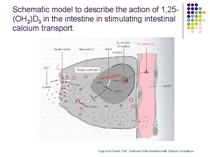 Schematic model to describe the action of 1, 25(OH 2)D 3 in the intestine