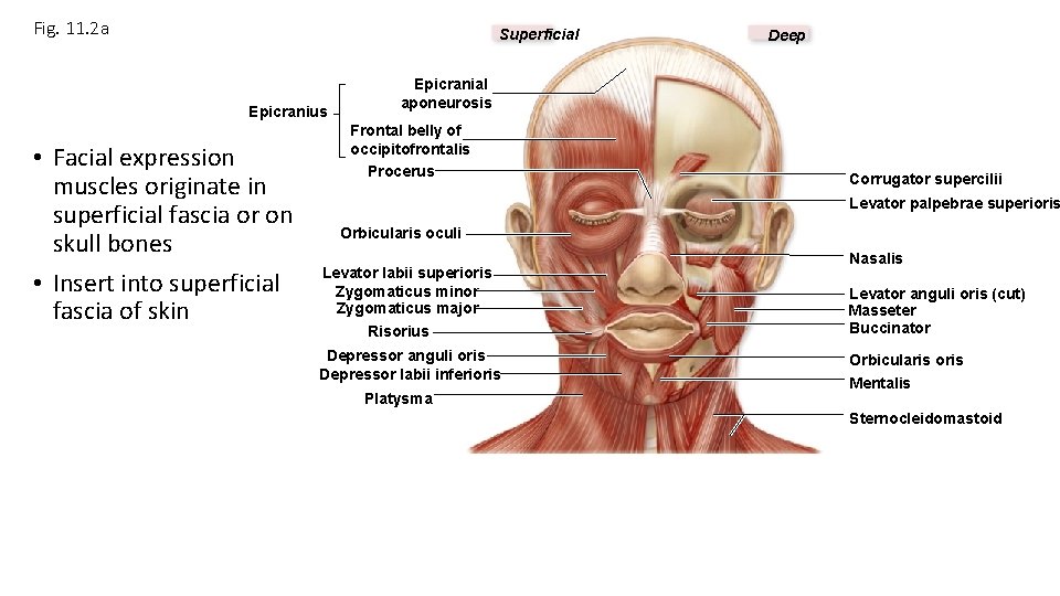 Fig. 11. 2 a Superficial Epicranius • Facial expression muscles originate in superficial fascia Fig. 11. 2 a Superficial Epicranius • Facial expression muscles originate in superficial fascia