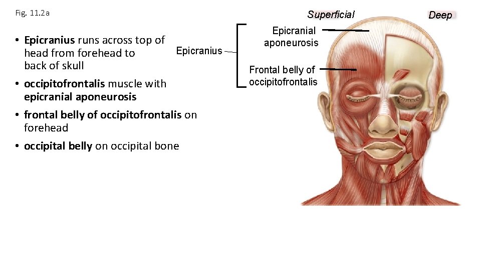 Fig. 11. 2 a • Epicranius runs across top of Epicranius head from forehead Fig. 11. 2 a • Epicranius runs across top of Epicranius head from forehead