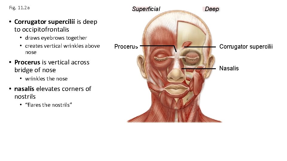Fig. 11. 2 a Superficial Deep • Corrugator supercilii is deep to occipitofrontalis • Fig. 11. 2 a Superficial Deep • Corrugator supercilii is deep to occipitofrontalis •