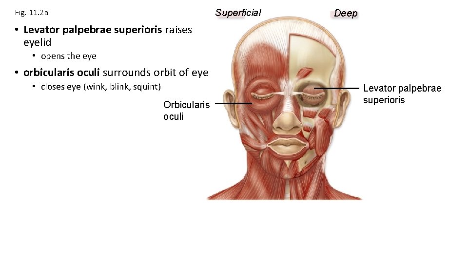 Fig. 11. 2 a Superficial Deep • Levator palpebrae superioris raises eyelid • opens Fig. 11. 2 a Superficial Deep • Levator palpebrae superioris raises eyelid • opens