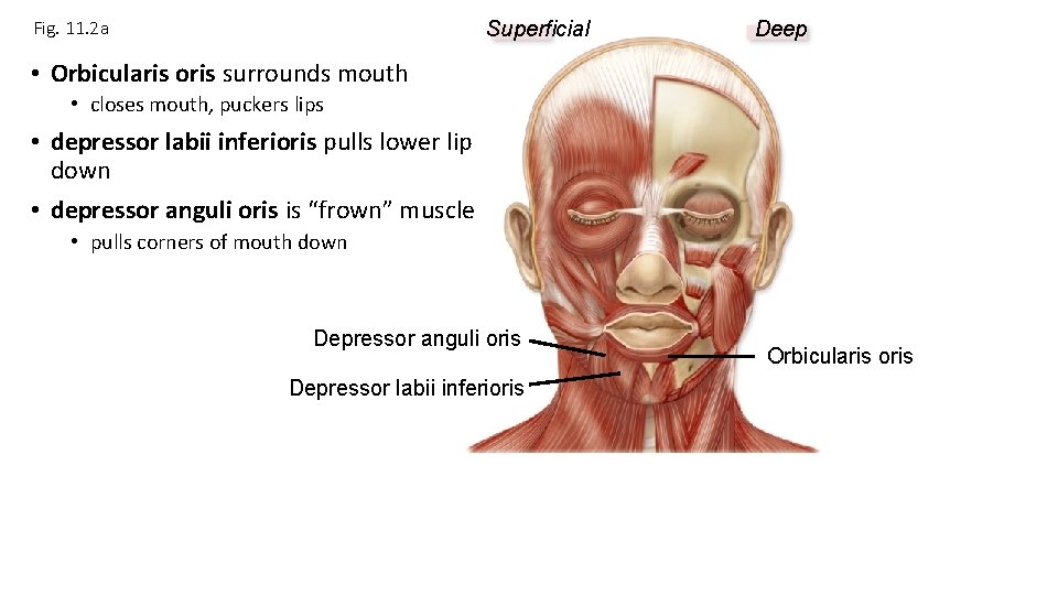 Fig. 11. 2 a Superficial Deep • Orbicularis oris surrounds mouth • closes mouth, Fig. 11. 2 a Superficial Deep • Orbicularis oris surrounds mouth • closes mouth,