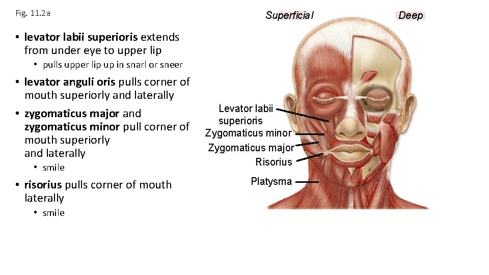 Fig. 11. 2 a Superficial • levator labii superioris extends from under eye to Fig. 11. 2 a Superficial • levator labii superioris extends from under eye to