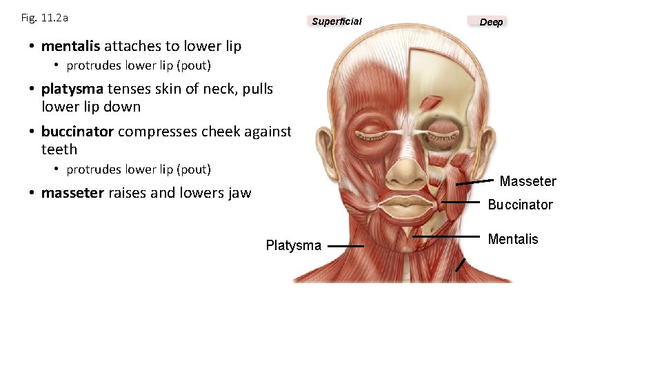 Fig. 11. 2 a Superficial Deep • mentalis attaches to lower lip • protrudes Fig. 11. 2 a Superficial Deep • mentalis attaches to lower lip • protrudes