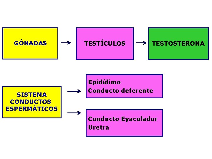 GÓNADAS SISTEMA CONDUCTOS ESPERMÁTICOS TESTÍCULOS TESTOSTERONA Epidídimo Conducto deferente Conducto Eyaculador Uretra 