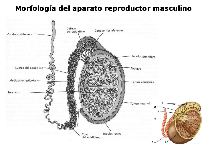 Morfología del aparato reproductor masculino 