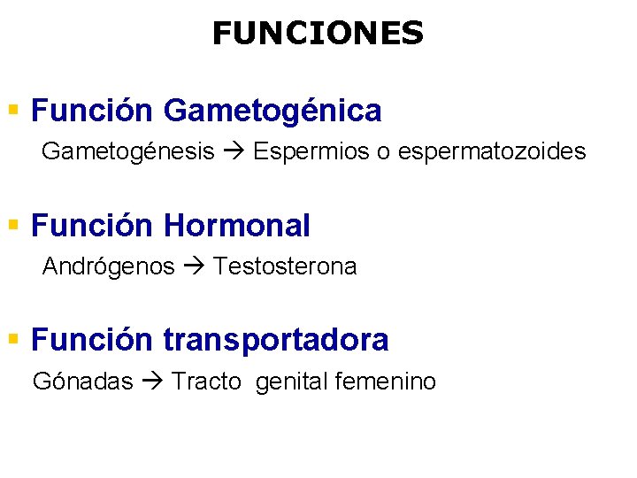 FUNCIONES § Función Gametogénica Gametogénesis Espermios o espermatozoides § Función Hormonal Andrógenos Testosterona §