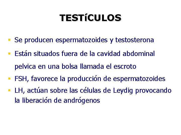 TESTíCULOS § Se producen espermatozoides y testosterona § Están situados fuera de la cavidad