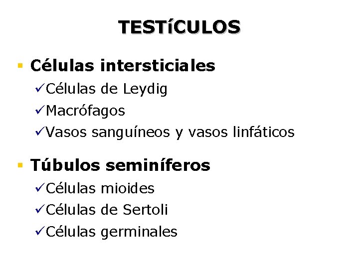 TESTíCULOS § Células intersticiales üCélulas de Leydig üMacrófagos üVasos sanguíneos y vasos linfáticos §