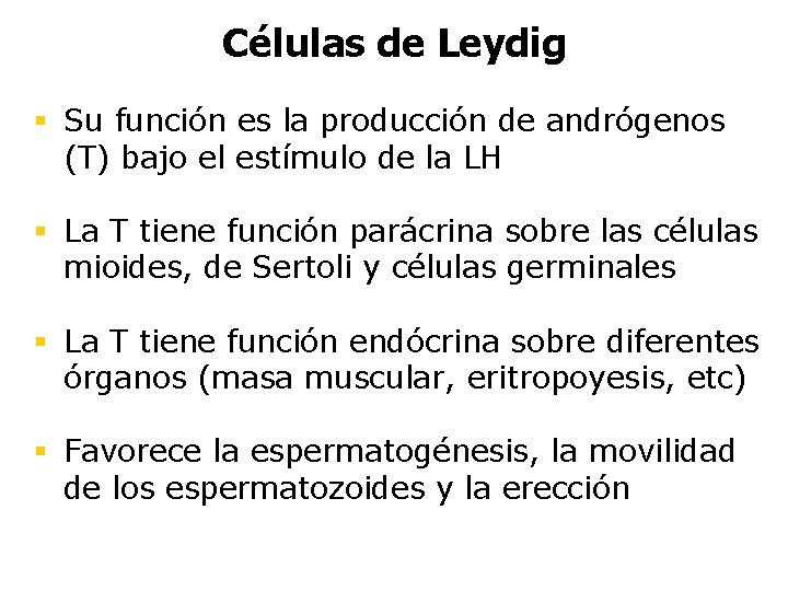 Células de Leydig § Su función es la producción de andrógenos (T) bajo el