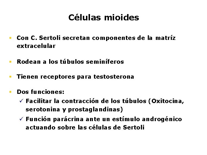 Células mioides § Con C. Sertoli secretan componentes de la matríz extracelular § Rodean