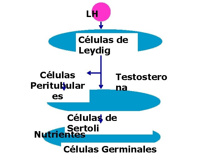 LH Células de Leydig Células Peritubular es Testostero na Células de Sertoli Nutrientes Células