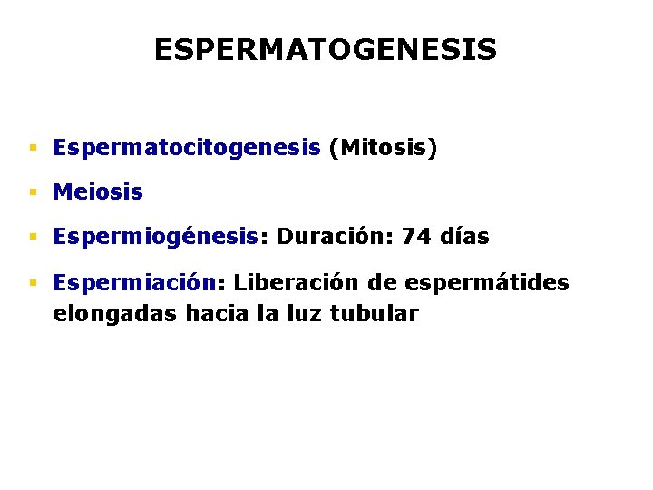 ESPERMATOGENESIS § Espermatocitogenesis (Mitosis) § Meiosis § Espermiogénesis: Duración: 74 días § Espermiación: Liberación