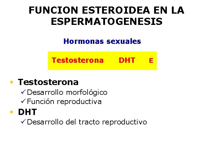 FUNCION ESTEROIDEA EN LA ESPERMATOGENESIS E Hormonas sexuales Testosterona DHT § Testosterona ü Desarrollo