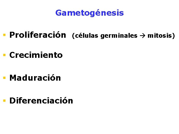 Gametogénesis § Proliferación (células germinales mitosis) § Crecimiento § Maduración § Diferenciación 