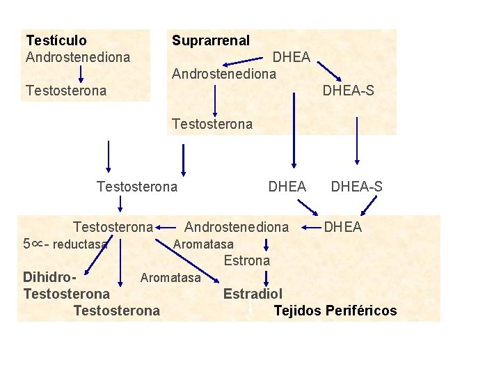 Testículo Androstenediona Suprarrenal DHEA Androstenediona Testosterona DHEA-S Testosterona 5∝- reductasa DHEA Androstenediona DHEA-S DHEA