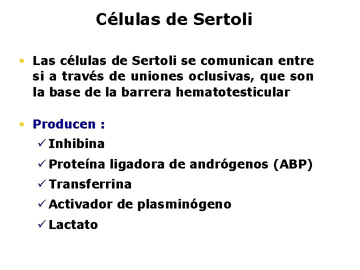 Células de Sertoli § Las células de Sertoli se comunican entre si a través