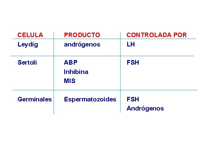 CELULA Leydig PRODUCTO andrógenos CONTROLADA POR LH Sertoli ABP Inhibina MIS FSH Germinales Espermatozoides