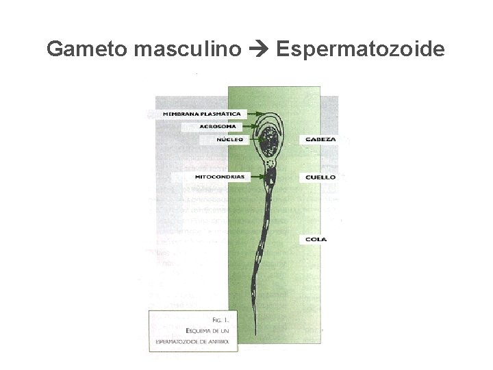 Gameto masculino Espermatozoide 