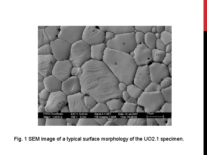 Fig. 1 SEM image of a typical surface morphology of the UO 2. 1