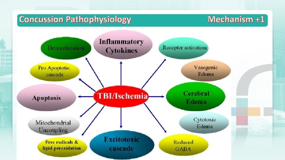 Concussion Pathophysiology Mechanism +1 