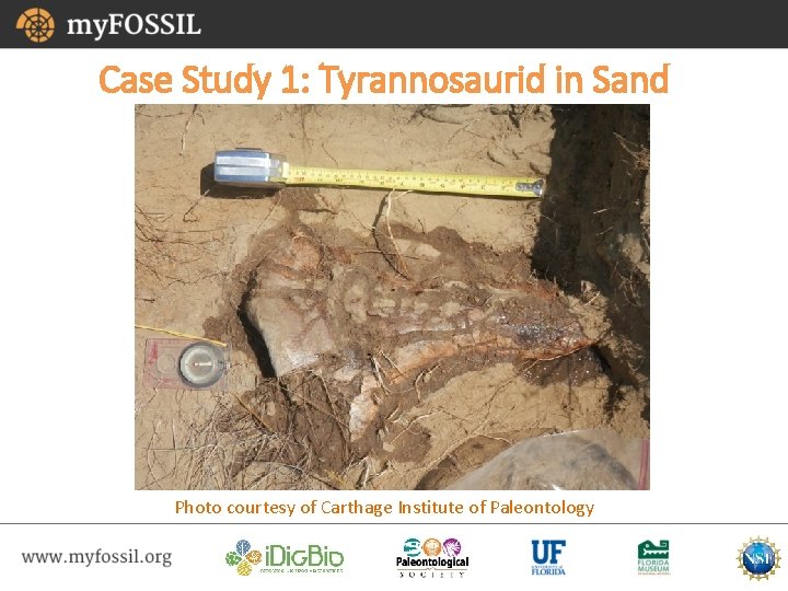 Case Study 1: Tyrannosaurid in Sand Photo courtesy of Carthage Institute of Paleontology 