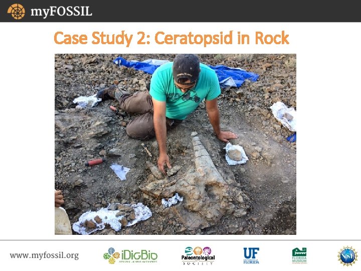 Case Study 2: Ceratopsid in Rock 