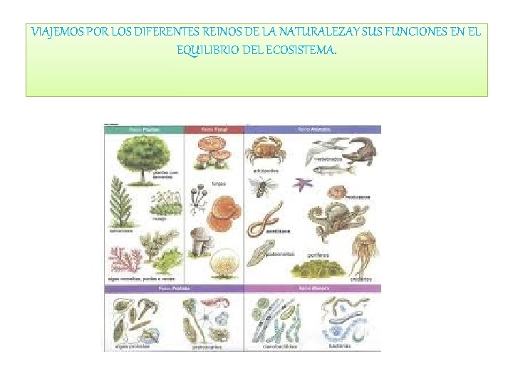 VIAJEMOS POR LOS DIFERENTES REINOS DE LA NATURALEZAY SUS FUNCIONES EN EL EQUILIBRIO DEL VIAJEMOS POR LOS DIFERENTES REINOS DE LA NATURALEZAY SUS FUNCIONES EN EL EQUILIBRIO DEL